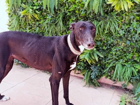 Adopter Tempera
