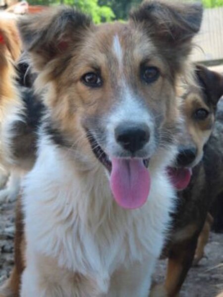 Adopter Terra