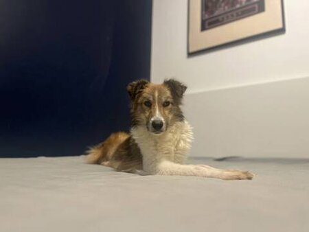 Adopter Terra