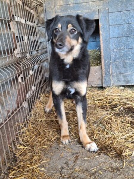 Adopter Texane