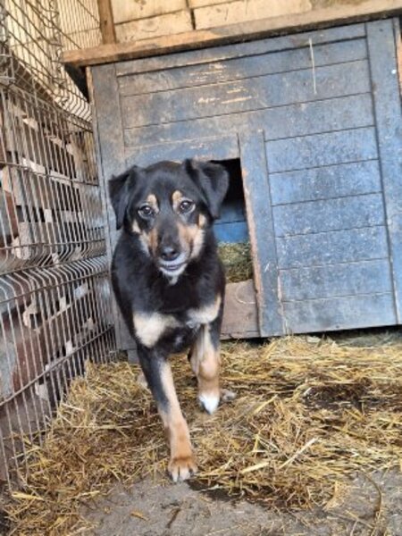 Adopter Texane