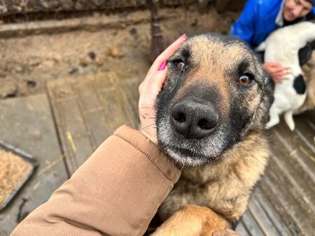 Adopter Texas