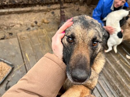 Adopter Texas