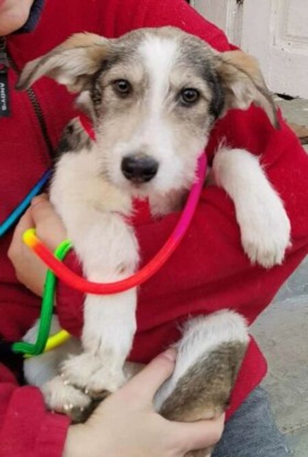 Adopter Theona