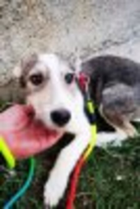 Adopter Theona