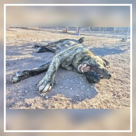 Adopter Thor