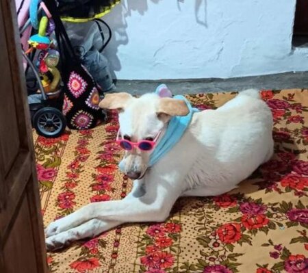 Adopter Thor