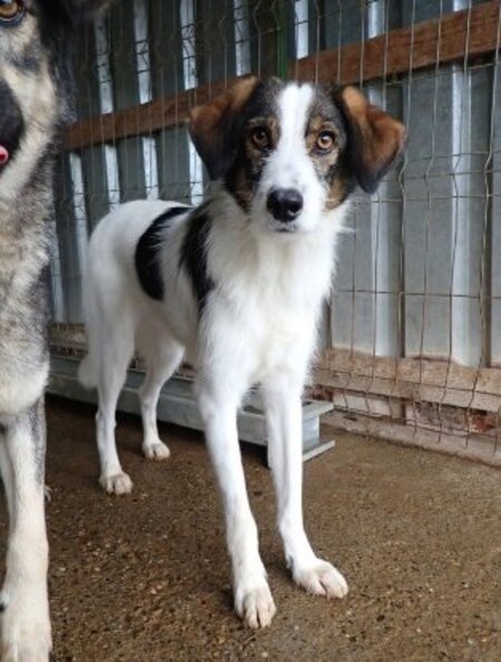 Adopter Tibiscuit