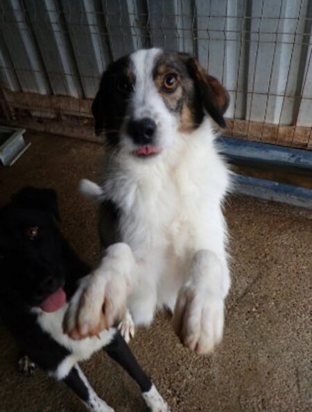 Adopter Tibiscuit