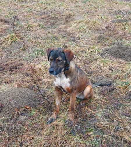 Adopter Tiggy