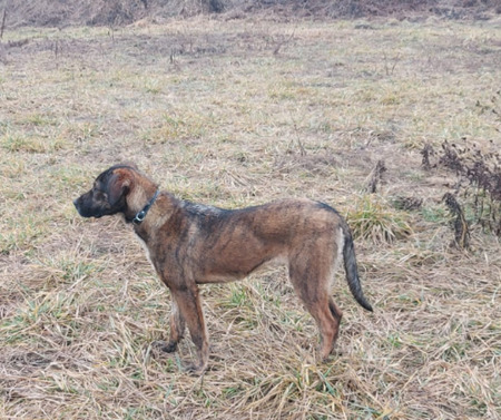 Adopter Tiggy