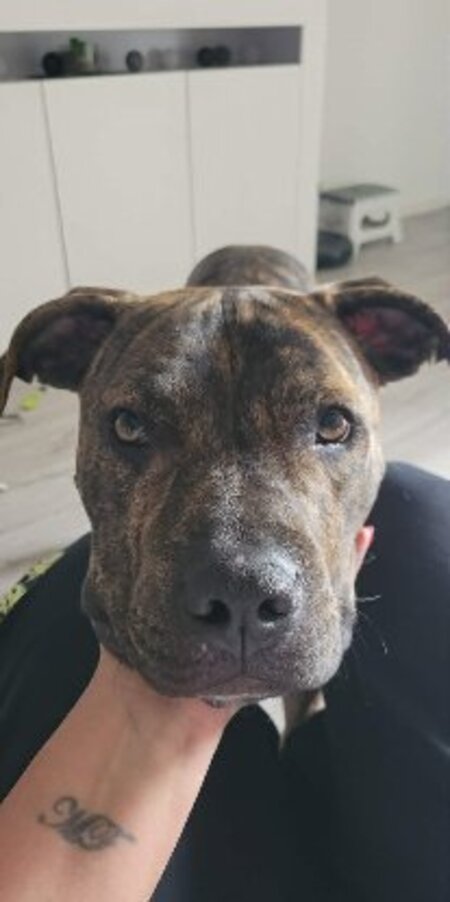 Adopter Tigrou