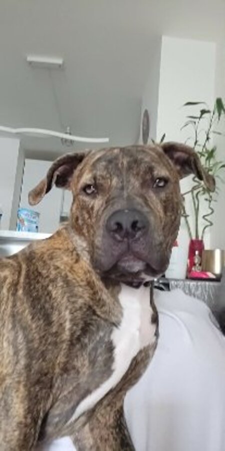 Adopter Tigrou