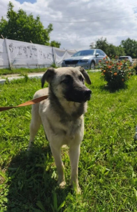Adopter Tilia