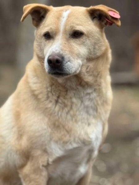 Adopter Timéo