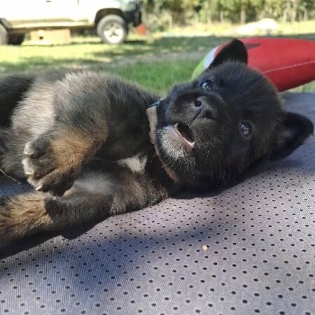 Adopter Timide