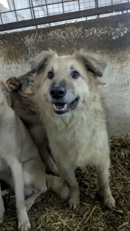 Adopter Timon