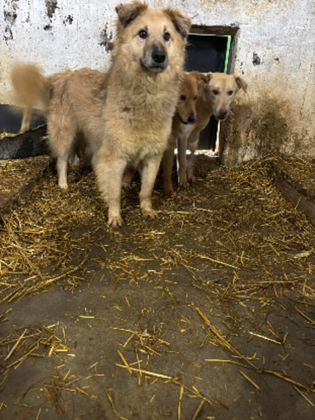 Adopter Timon