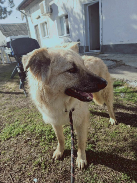 Adopter Timon