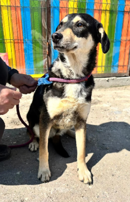 Adopter Tinky