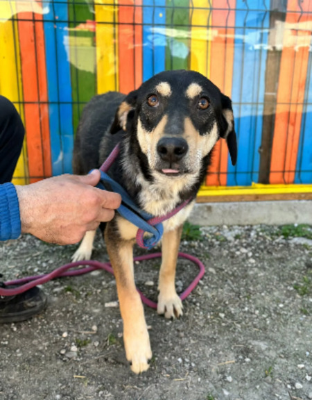 Adopter Tinky
