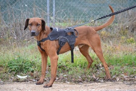 Adopter Tino