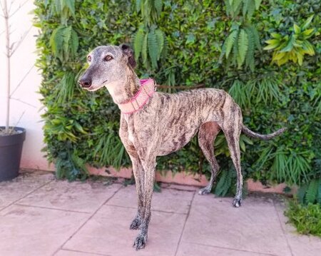 Adopter Tinta