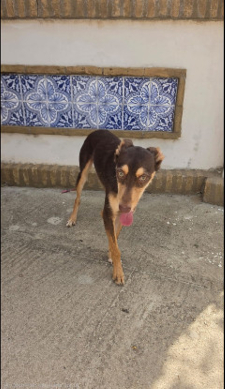 Adopter Tintin