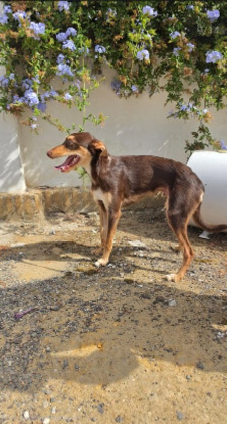 Adopter Tintin