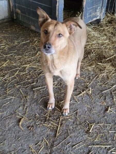 Adopter Tismé