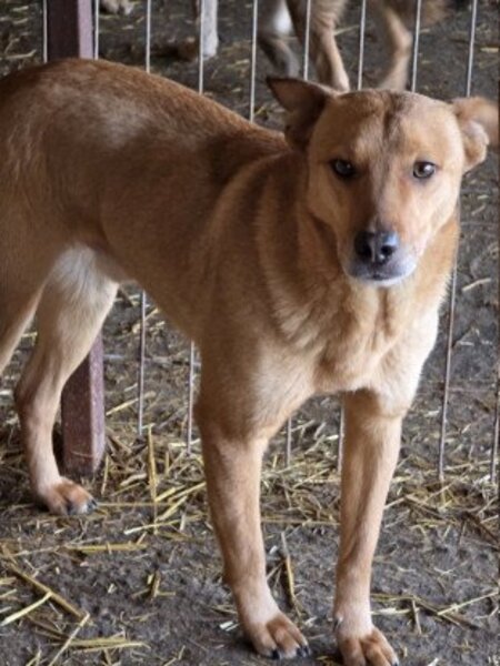 Adopter Tismé