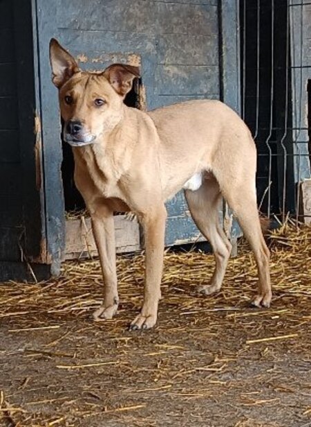 Adopter Tismé