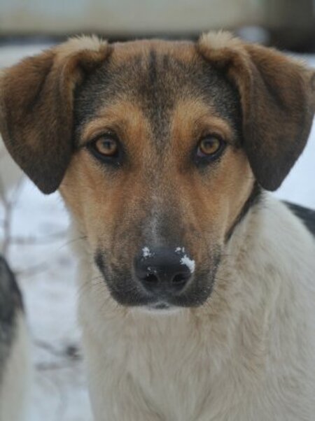 Adopter Titoon