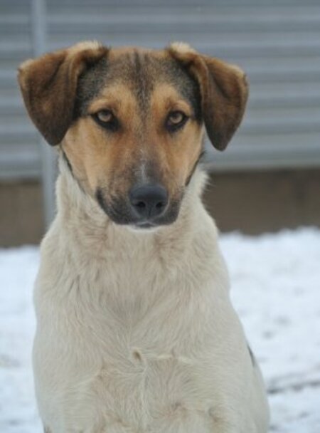 Adopter Titoon
