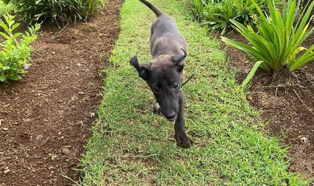 Adopter Titus