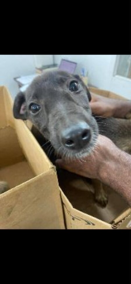Adopter Titus