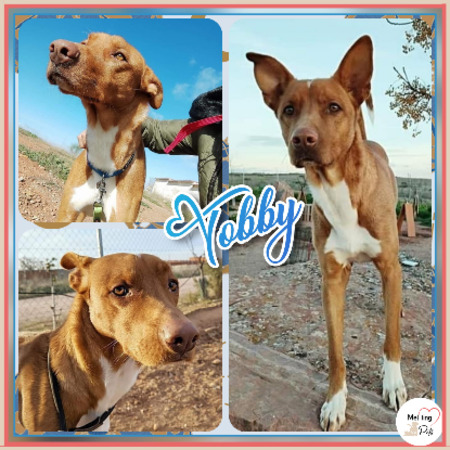 Adopter Tobby