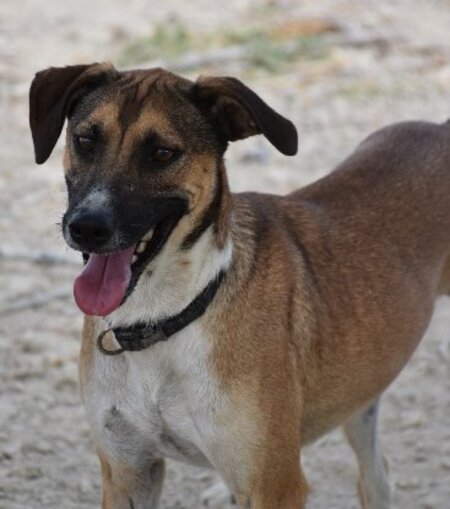 Adopter Tomillo