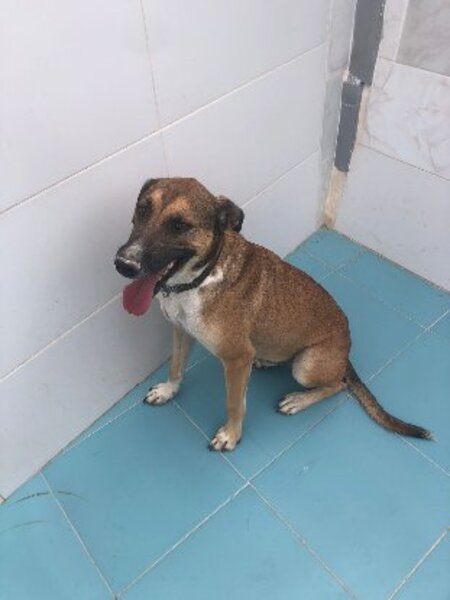 Adopter Tomillo