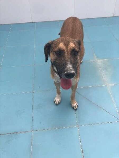Adopter Tomillo