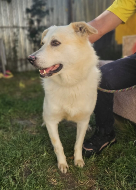 Adopter Tommy