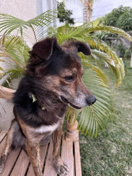 Adopter Tomy