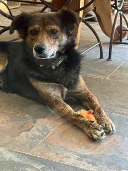 Adopter Tomy