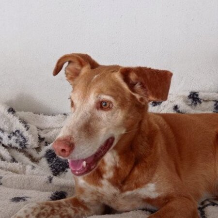 Adopter Toni