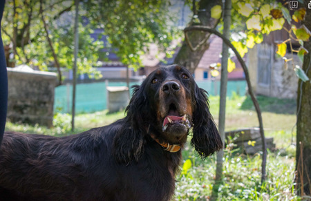 Adopter Tora