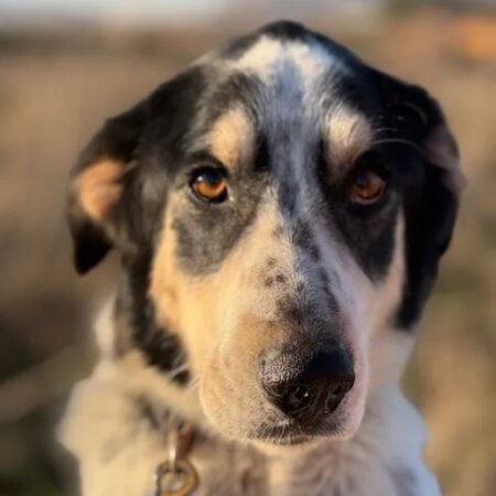Adopter Torbellino