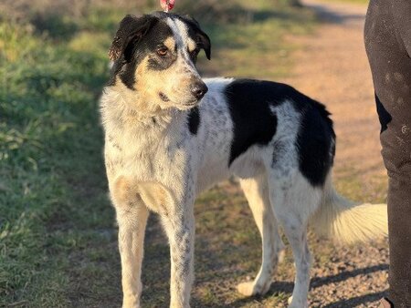 Adopter Torbellino