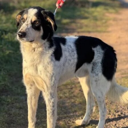 Adopter Torbellino