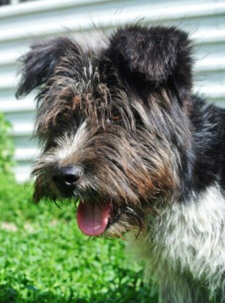 Adopter Tosca