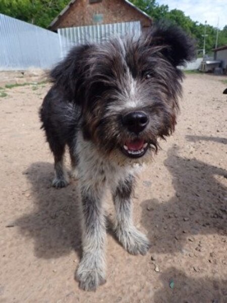 Adopter Tosca